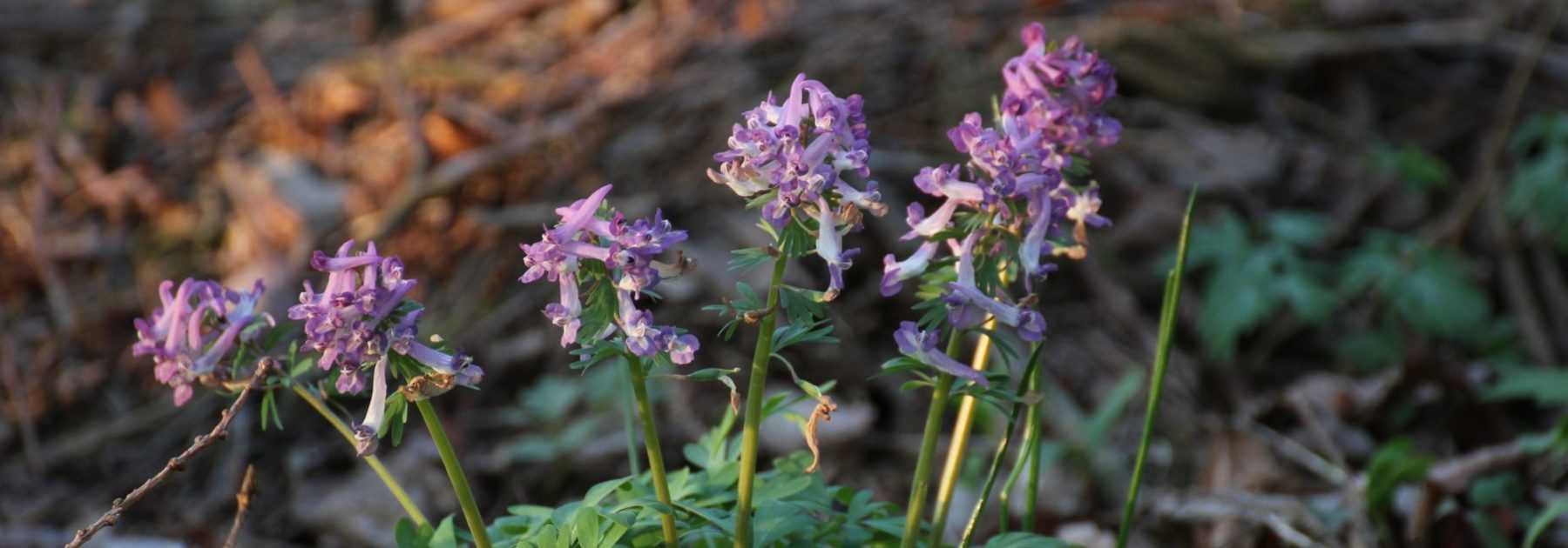 Bulbous Corydalis: Planting, Growing, and Care