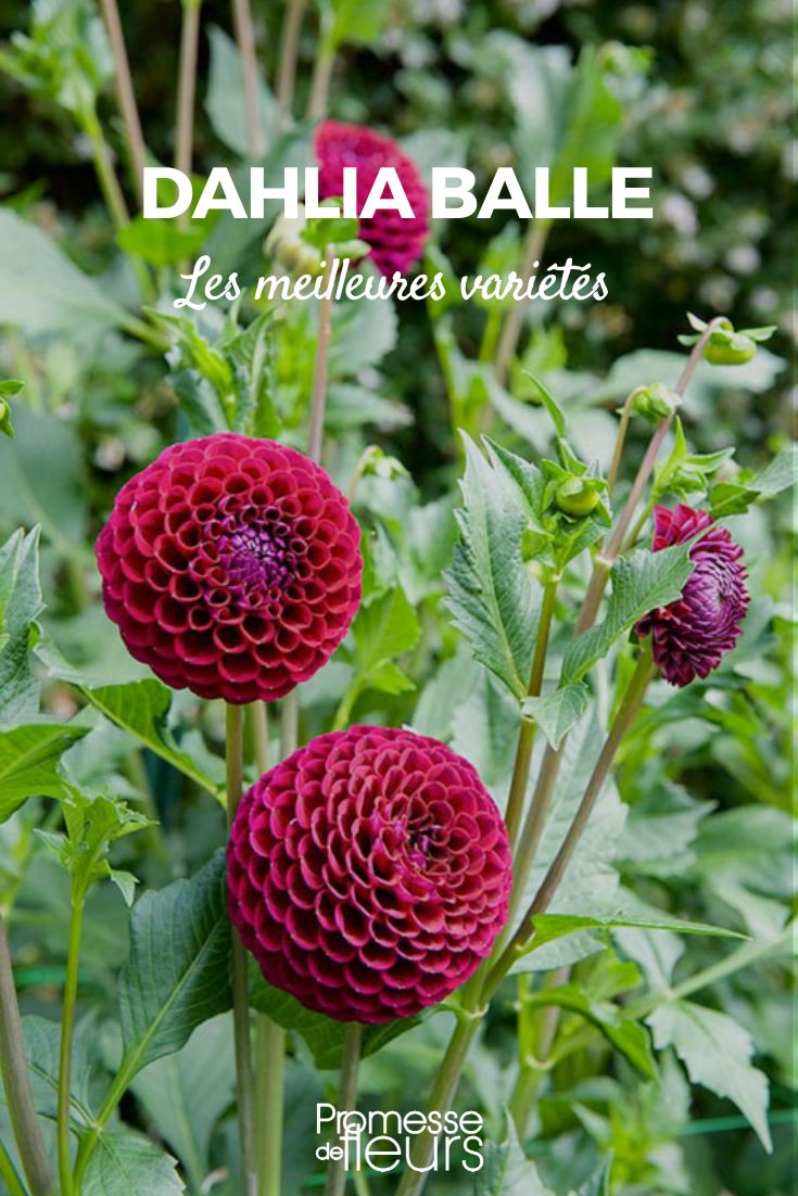 dahlia ball best varieties dahlia ball best varieties