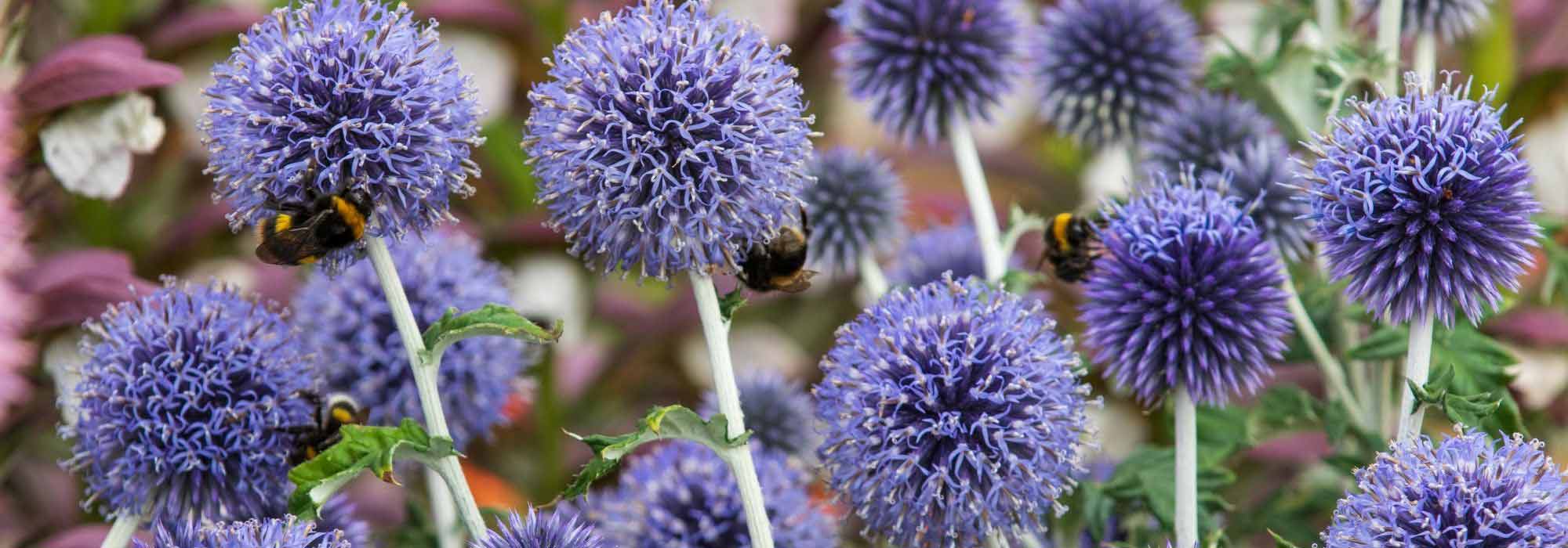 Associate the Echinops
