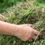 Can you compost "weeds"?