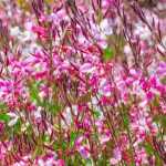 7 flowering plants all summer long