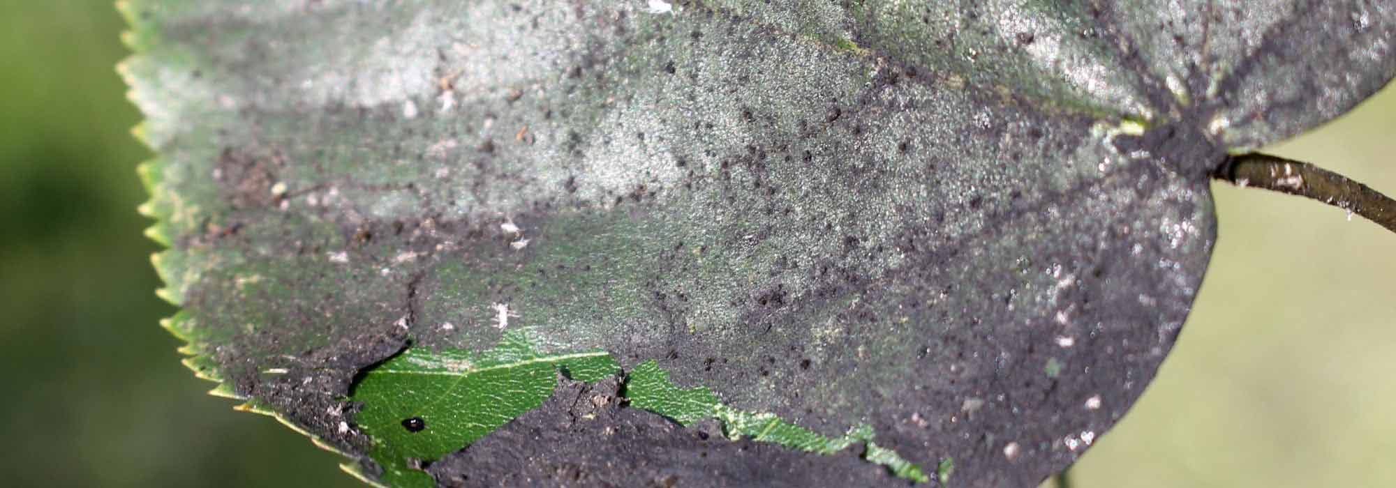 What is sooty mould?