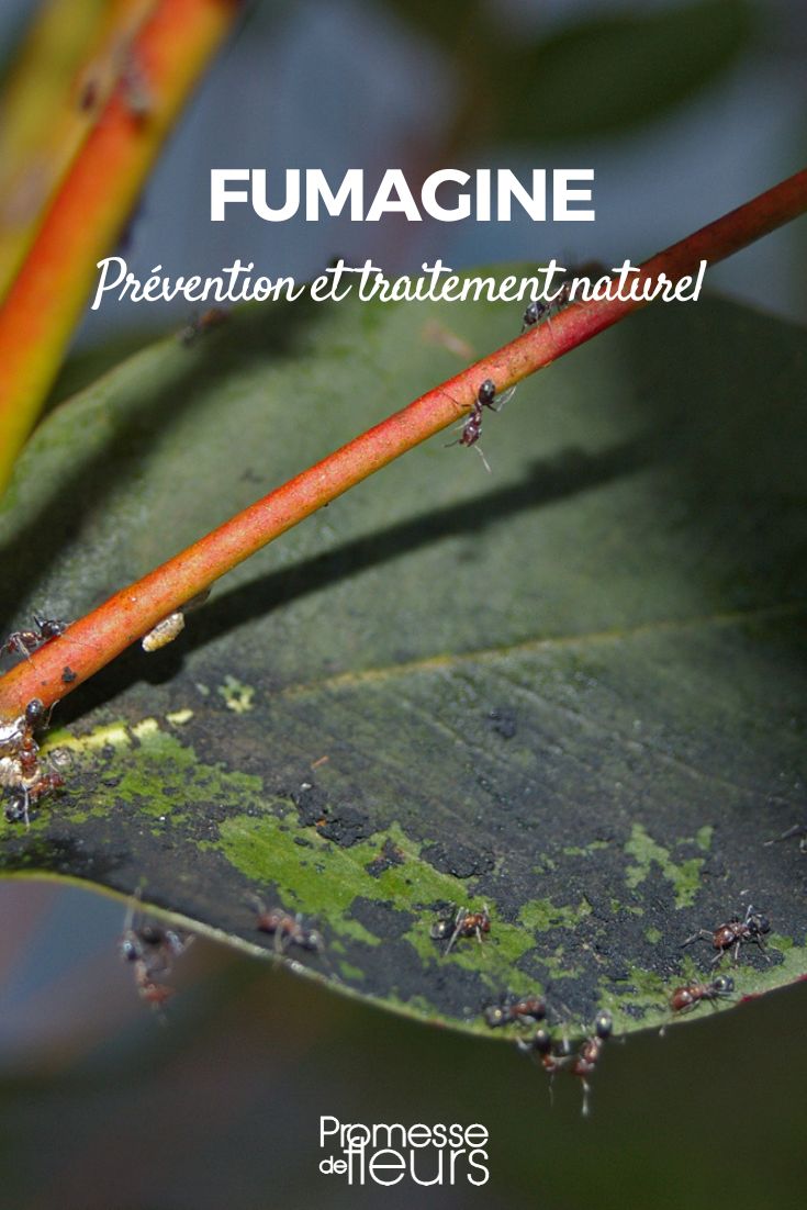 sooty mould Sooty mould: identification, prevention and natural treatment