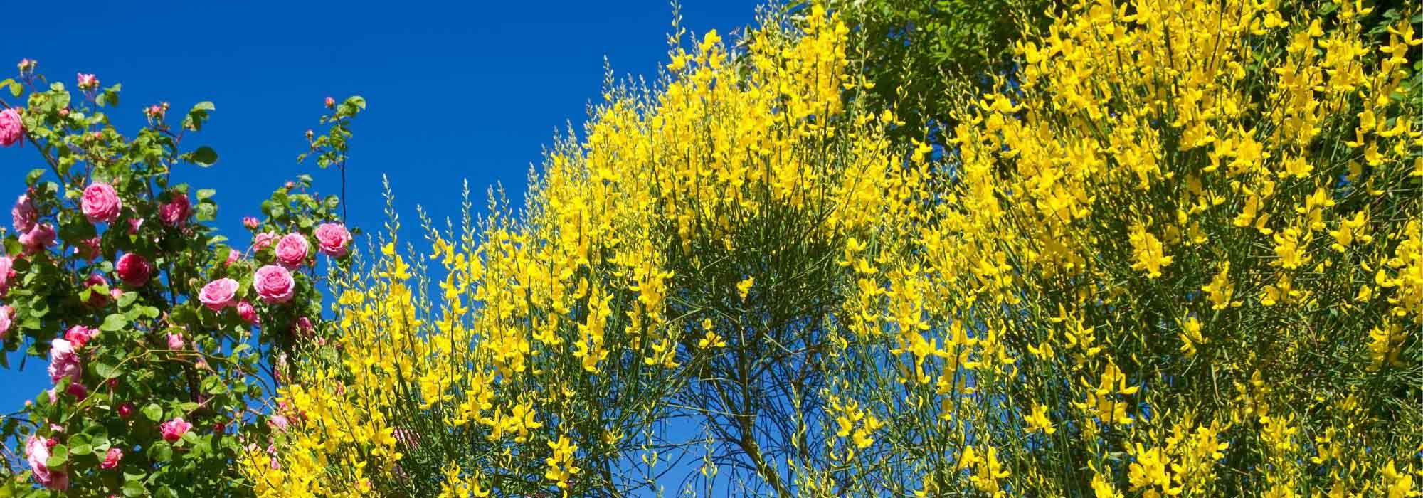 6 ideas for pairing broom plants