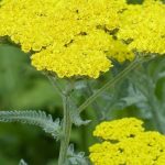 8 yellow yarrow varieties to have in your garden
