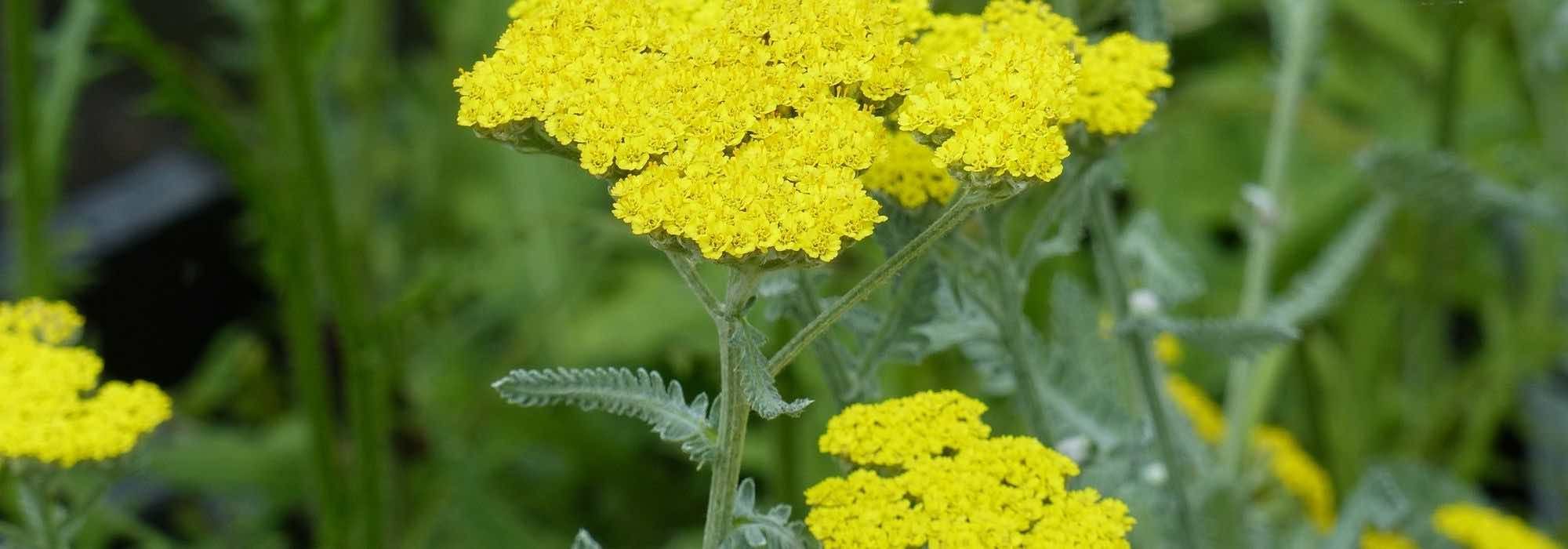 8 yellow yarrow varieties to have in your garden