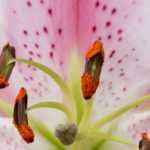 6 summer bulbs with fragrant flowers