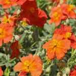 Helianthems: the most beautiful varieties