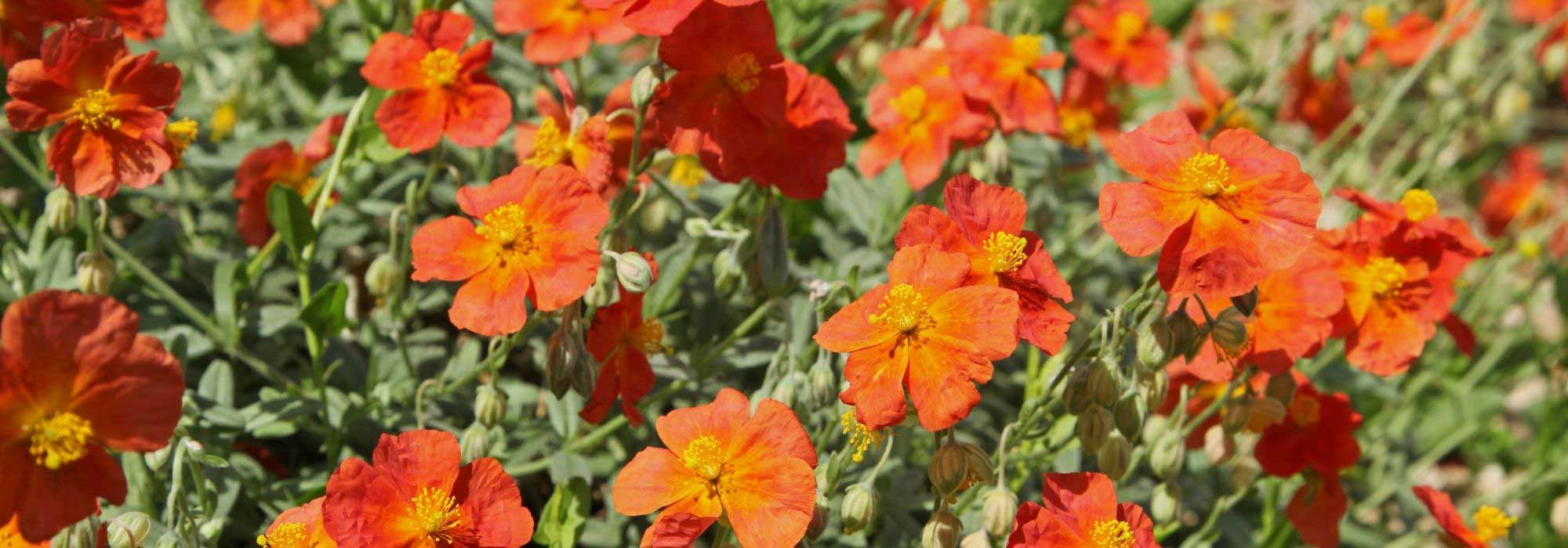 Helianthems: the most beautiful varieties