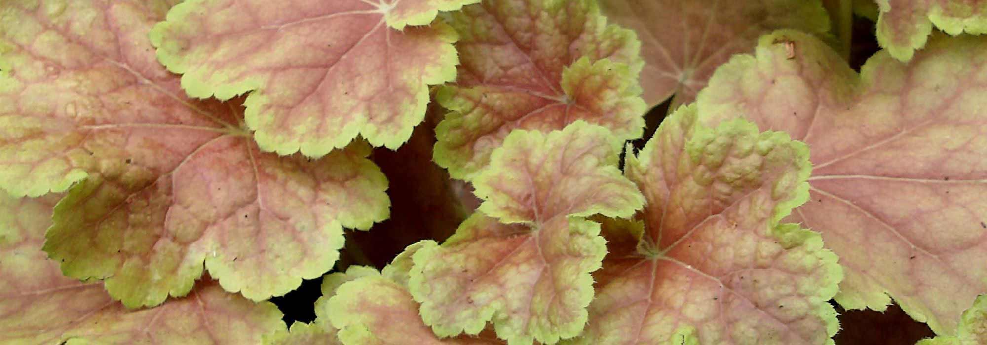 Heucheras: the most beautiful varieties