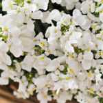 Growing an Iberis in a pot