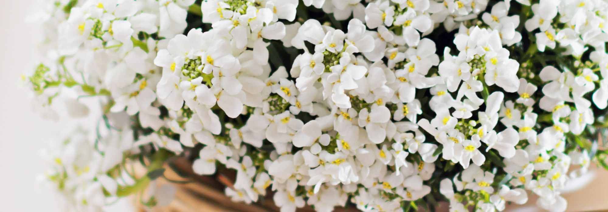 Growing an Iberis in a pot