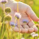 Create a sensory garden