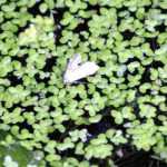 How to combat water lilies?