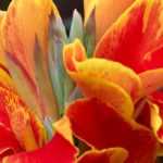 Summer bulbs for a pot