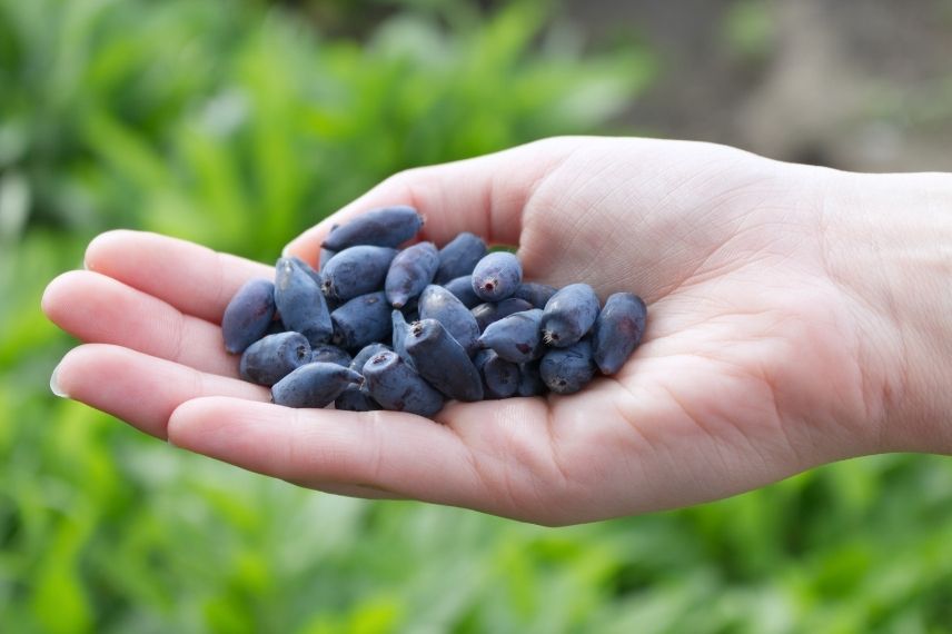 Lonicera kamtschatica, May berry