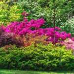 How to create a beautiful bush bed?