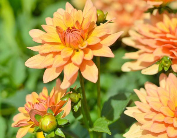 Multiplying Dahlias: The Right Techniques