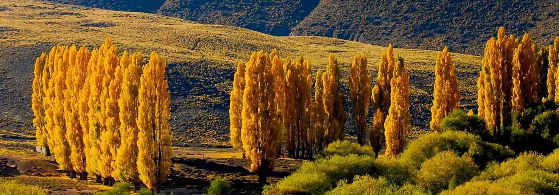 Poplar - Populus: Planting, Growing and Caring