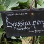 How to create a perpetual vegetable garden?