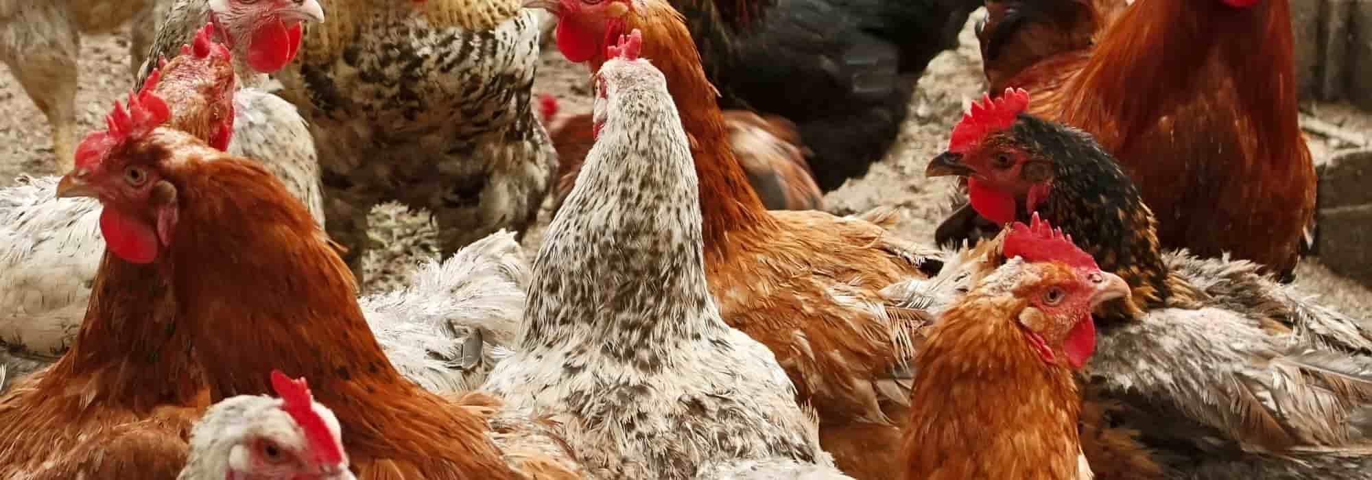 The most sought-after chicken breeds to have in your coop