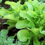 10 essential vegetables for starting your first vegetable garden
