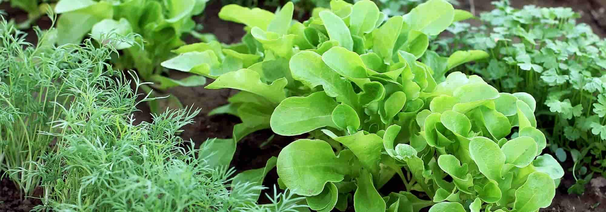 10 essential vegetables for starting your first vegetable garden