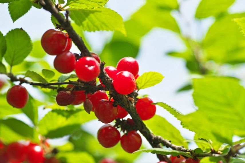 naked - Prunus tomentosa