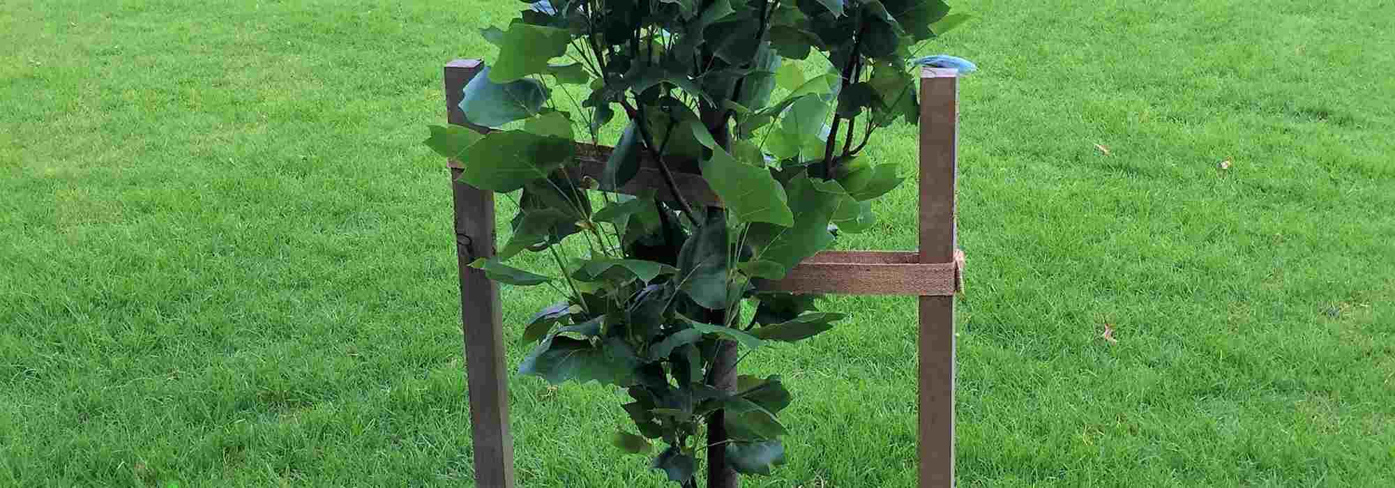 How to straighten a tree after a storm?