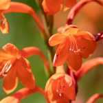 Associate the watsonia