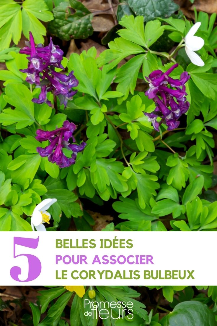 Associate the Bulbous Corydalis Corydalis solida in the garden