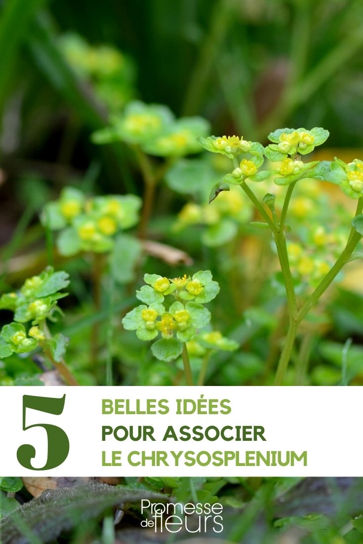 Associate the chrysosplenium Associate the goldenstar.