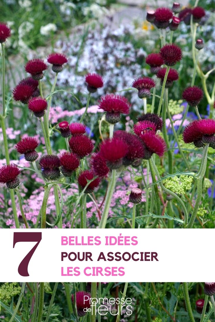 Associate the thistles Associate the thistles