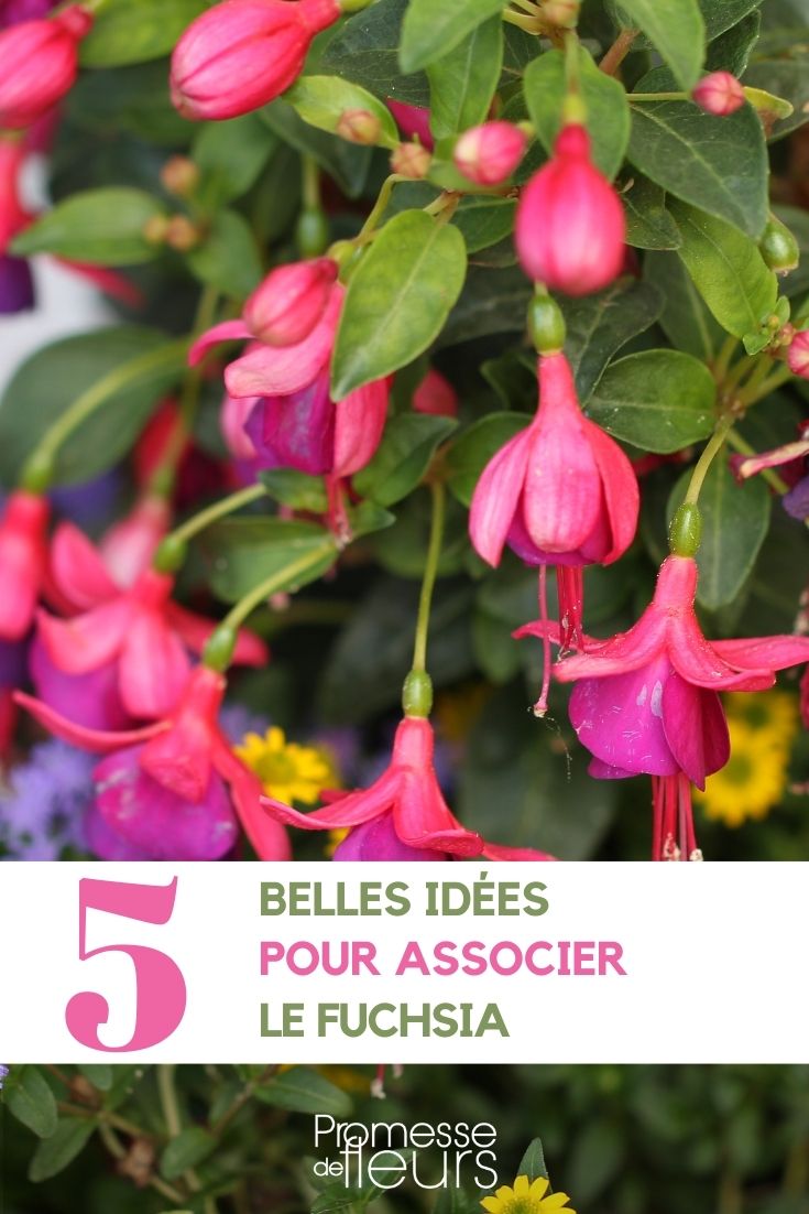 [fuchsia id="association" param1="jardin" param2="terrasse" param3="balcon"]