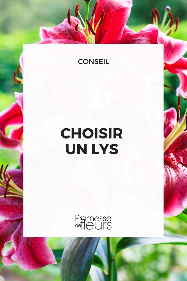 Choose a lily choose lily lis lillium