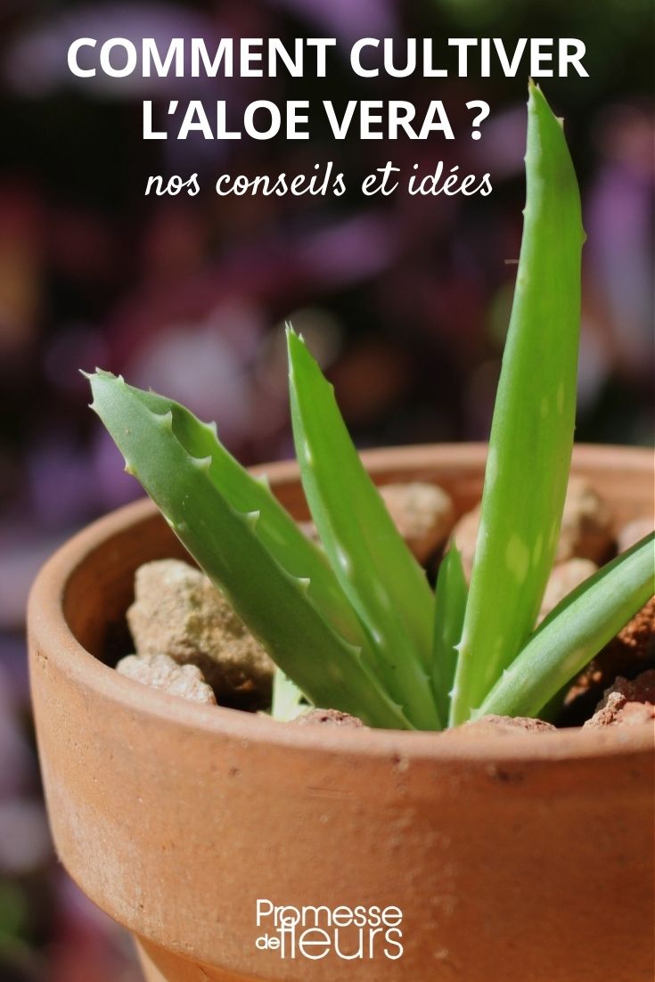 Aloe vera culture