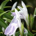 Growing Roscoeas in pots