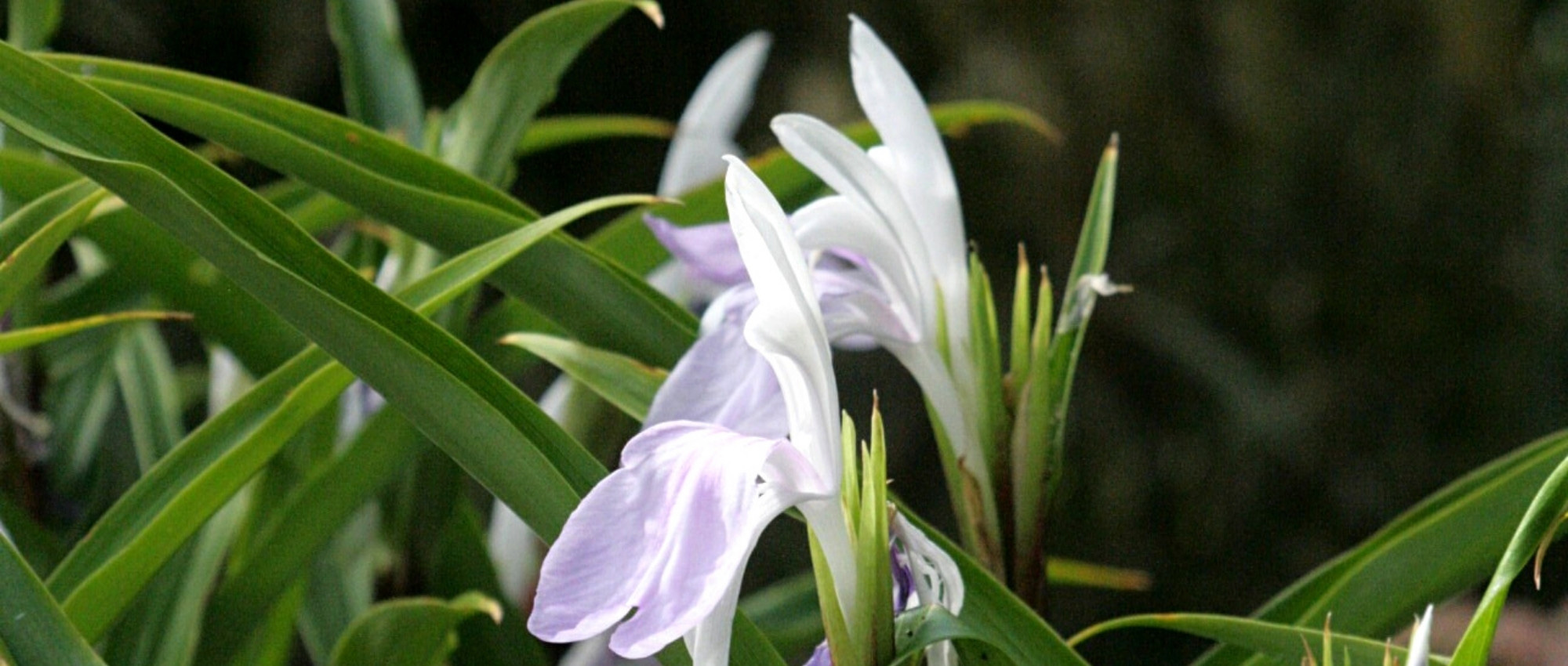 Growing Roscoeas in pots