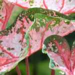 Growing a caladium in a pot