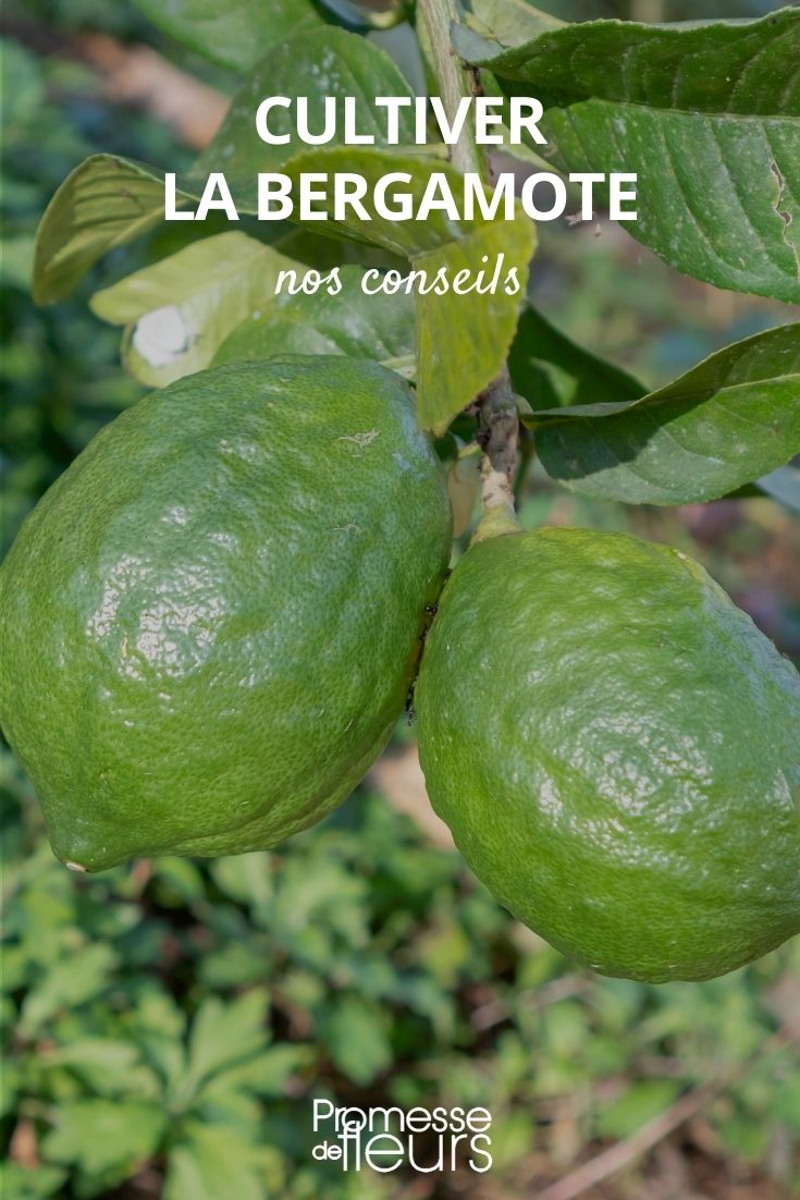 Growing Bergamot bergamot tree Citrus bergamia