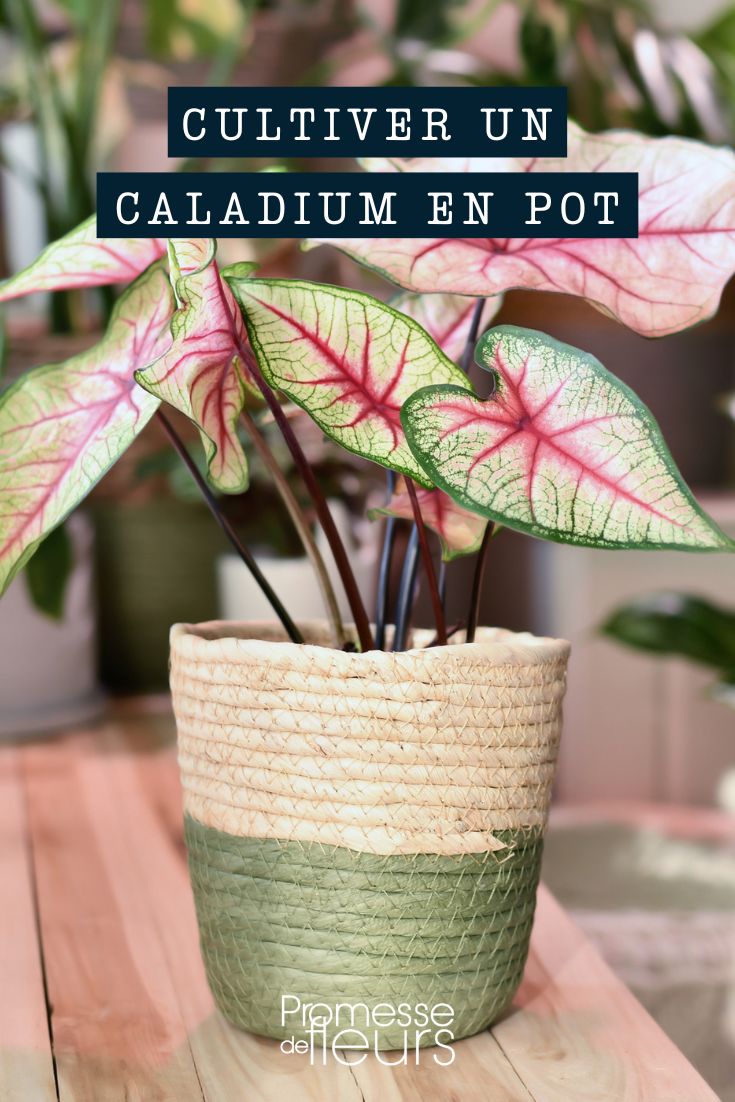 [plant id="caladium" pot="container"]