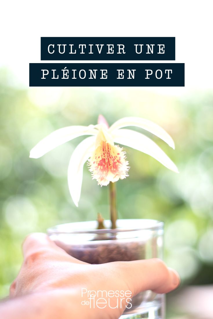[plant id="1234" common_name="Chinese ground orchid" latin_name="Pleione"]Grow a Chinese ground orchid in a pot[/plant]