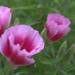 Godetia: Sowing, Cultivation, Care