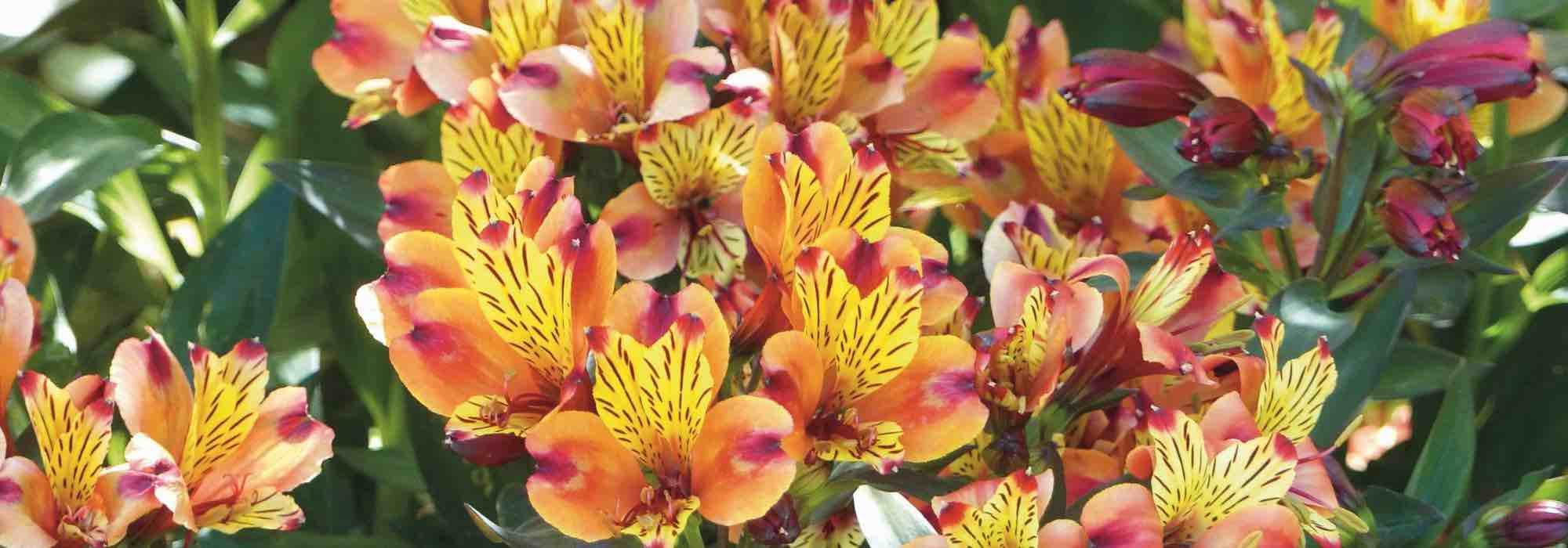 Alstroemeria: how to choose them well in 3 points?