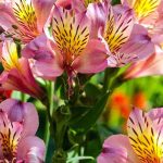 Alstroemeria: the hardiest