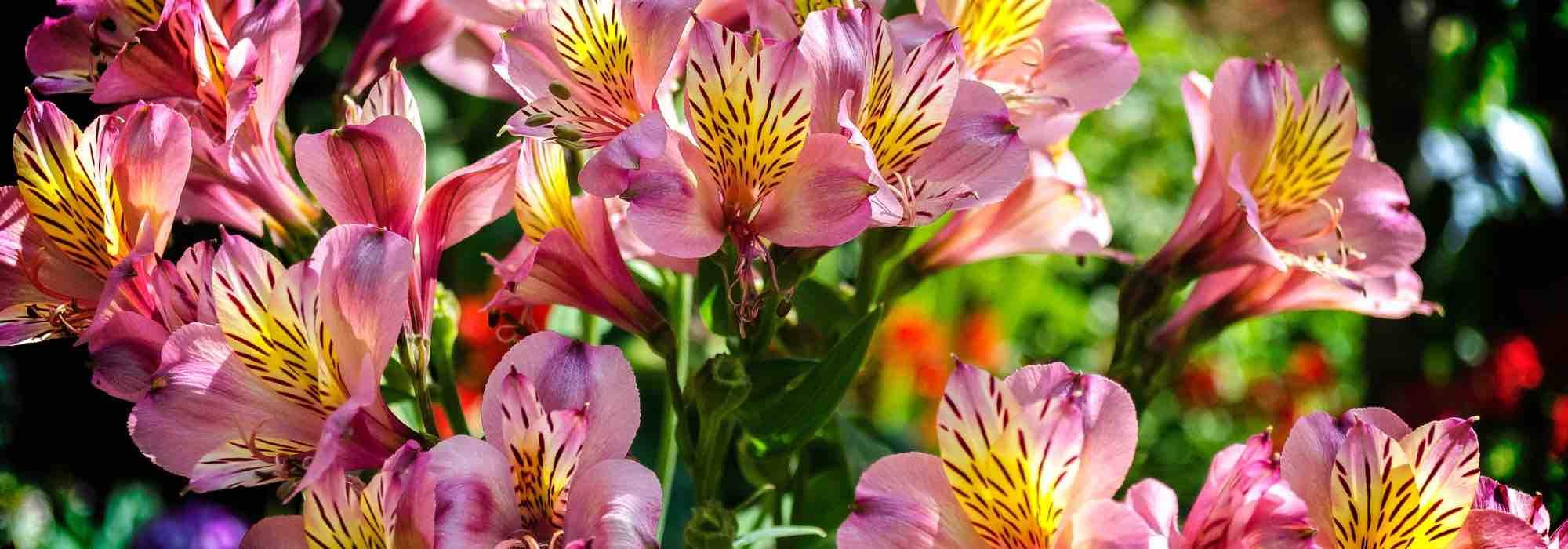 Alstroemeria: the hardiest