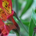 Alstroemeria: the best varieties for border planting