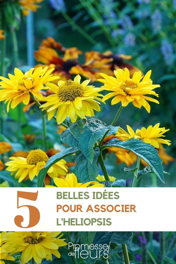 associate heliopsis