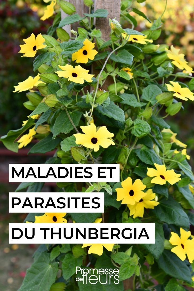 Diseases and Parasites of Black-eyed Susan black-eyed Susan vine