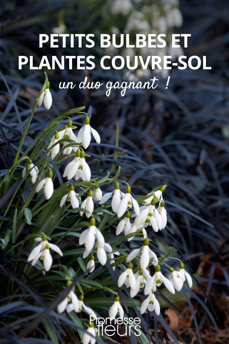 Small bulbs and ground cover plants, a winning duo associate bulbous and ground-cover plants in the garden